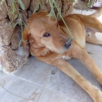 Milka, chien à adopter
