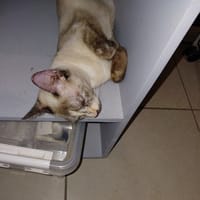 BIANCA chatte style siamoise, chatte à adopter