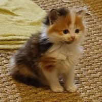 Aki, chatte à adopter