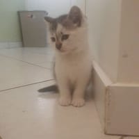 Miro, chat à adopter