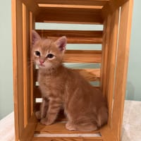 Coco, chat à adopter