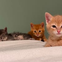 Coco, chat à adopter
