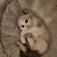 Sora, chatte à adopter