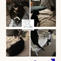Barnabé Balthazar, chat à adopter