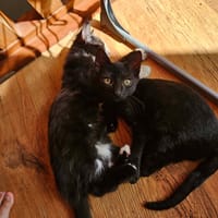 BATMAN chaton noir, chat à adopter