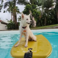 Lili Puce, l'acrobate, chienne à adopter