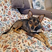CHICA (Martina), chienne à adopter