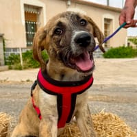 CASPIAN (Martina), chien à adopter