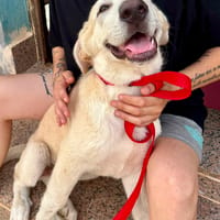 MAU (Martina), chien à adopter