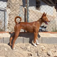 RUBY (Martina), chienne à adopter