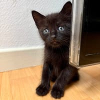 Louba, chatte à adopter