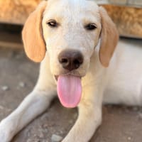 Jacob, chien à adopter