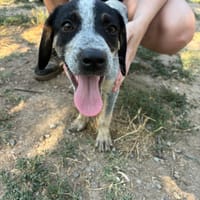 Dot, chienne à adopter
