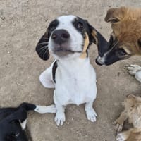 Plum, chienne à adopter