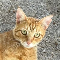 TONY, chat à adopter
