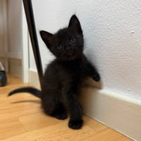 Nyr, chatte à adopter