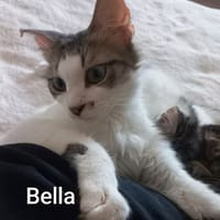 BELLA abandonnée avec ses petits, chatte à adopter