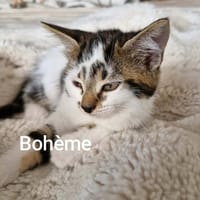 BOHEME  A réserver, chatte à adopter