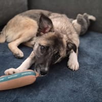 Frisco, chien à adopter