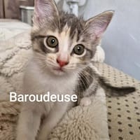 BAROUDEUSE   A réserver, chatte à adopter