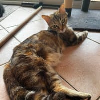 Fidji, chatte à adopter