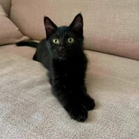 BAGHEERA, chatte à adopter