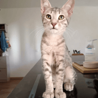 MYSA, chatte à adopter