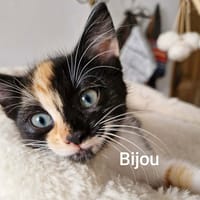 BIJOU   A réserver, chatte à adopter