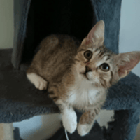 DULIA, chatte à adopter