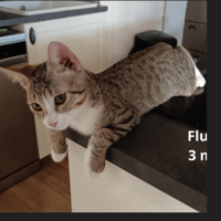 FLUNKY, chat à adopter