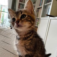 Bali*, chat à adopter