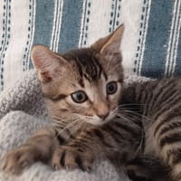Jack, chat à adopter