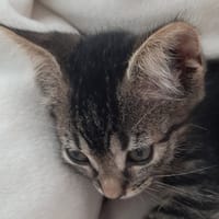 Rose, chatte à adopter