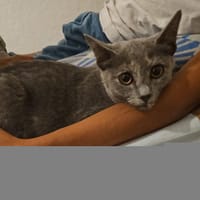Yara, chatte à adopter