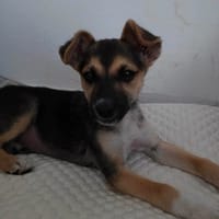 Bisou, chienne à adopter