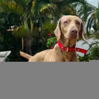 Taba, chienne à adopter
