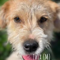 Twix, ein Wuschelschatz, Hund zur Adoption