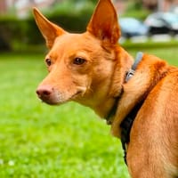 Lola kleine Podena sucht ihr Zuhause für Immer, Hündin zur Adoption