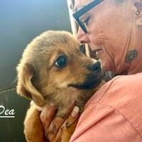 Dea, eins von 5 ganz bezaubernden Girls, Hündin zur Adoption