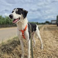 Otis - Zuhause gesucht, Hund zur Adoption