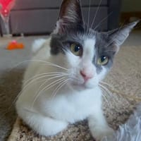Dorian, fröhlicher Schmusekater, ca. 1 Jahr, Kater zur Adoption