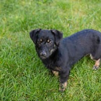 Sophia  auf Pflegestelle in 59557 Lippstadt, Hündin zur Adoption