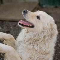 Mischa  super freundlicher und anhänglicher Hund!, Hund zur Adoption