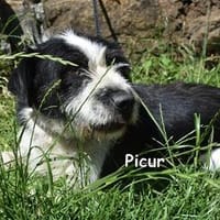 PICUR, Hund zur Adoption