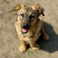 Brösel - verspielter Junghund sucht Zuhause, Hund zur Adoption