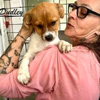 Dudley, der Hahn im 6er Körbchen, Hund zur Adoption