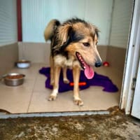 Meeega sanfte Farina, Hündin zur Adoption