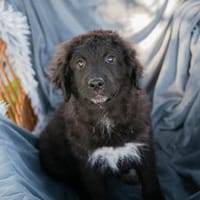 Roko großes Herz auf vier Pfoten sucht sein Zuhause!, Hund zur Adoption