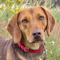 Giotto  sensibler Jagdhund sucht Menschen mit Herz und G, Hund zur Adoption