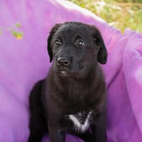 Tilly großes Herz auf vier Pfoten sucht ihr Zuhause!, Hündin zur Adoption
